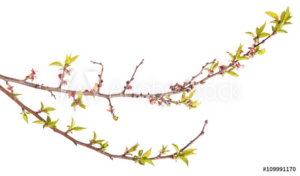 Picture of Apricot tree branch with young leaves isolated on white backgro